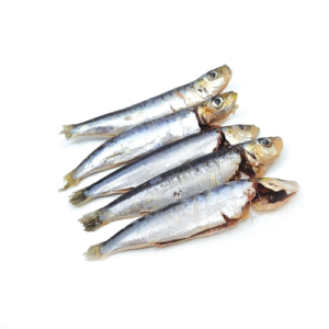 Sardines