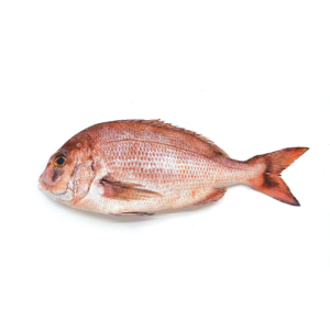 Sea Bream